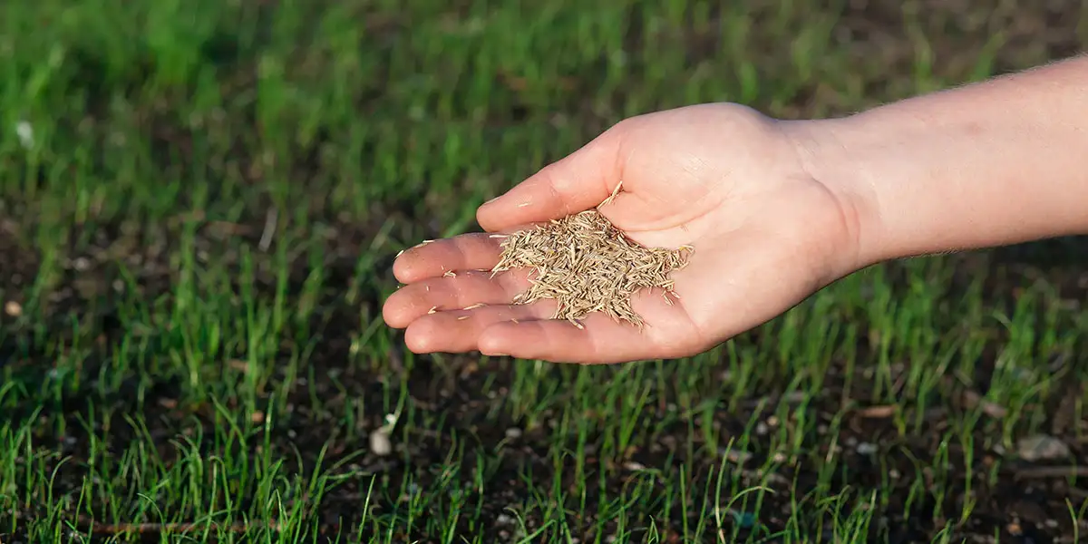 September Yard and Garden-repair thin or tired lawns