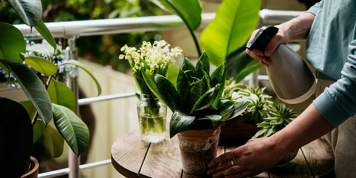 October Yard & Garden-Bring Houseplants and Tropical Plants Indoors