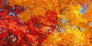 October Yard & Garden-Feature (maples with fall color)