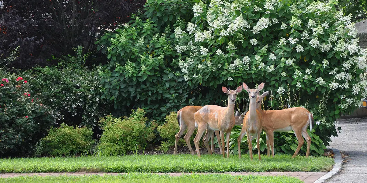 October Yard & Garden-Keep Deer and Other Winter Munchers in Mind