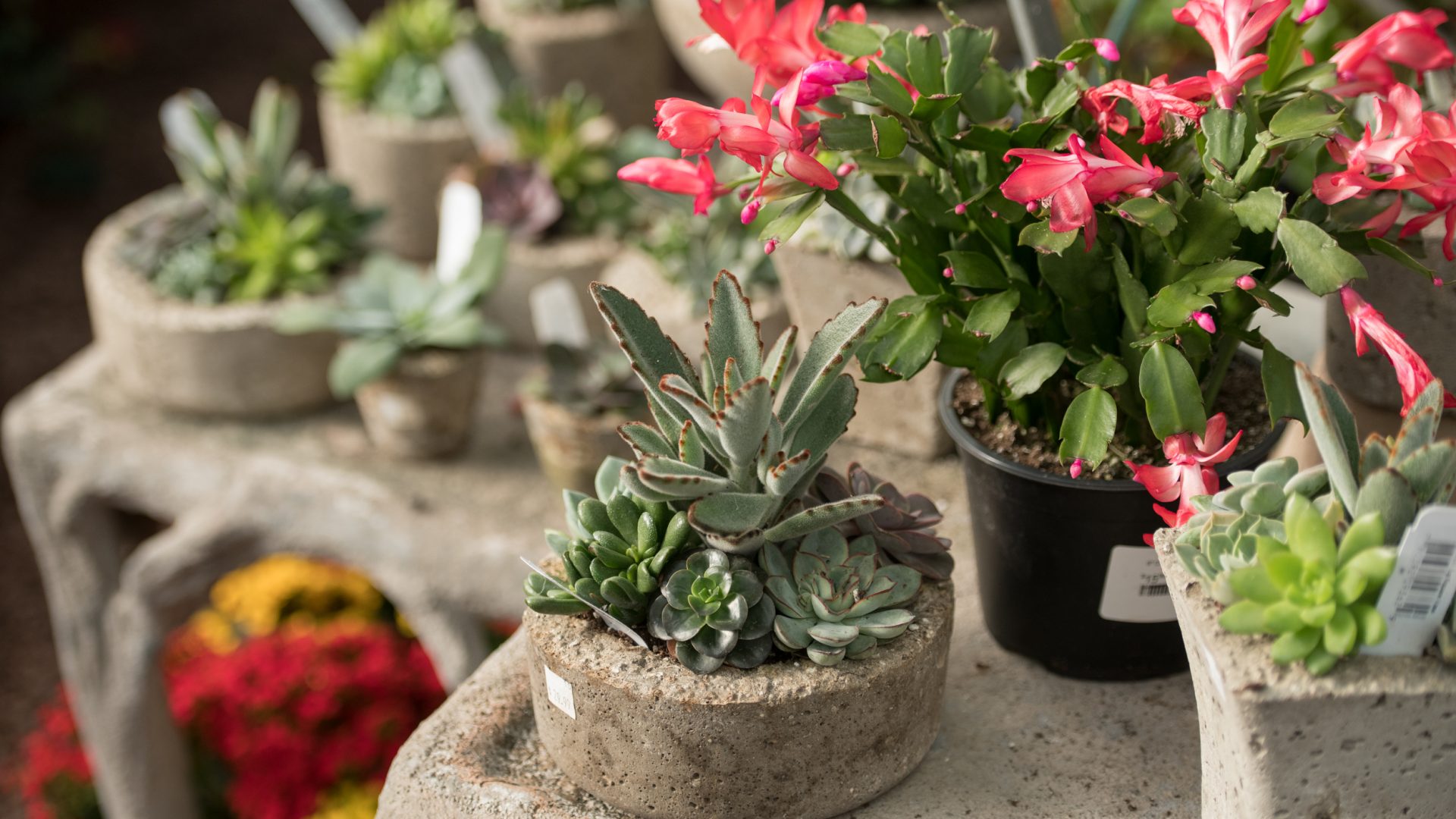 201207_BountifulAcres_Winter_045