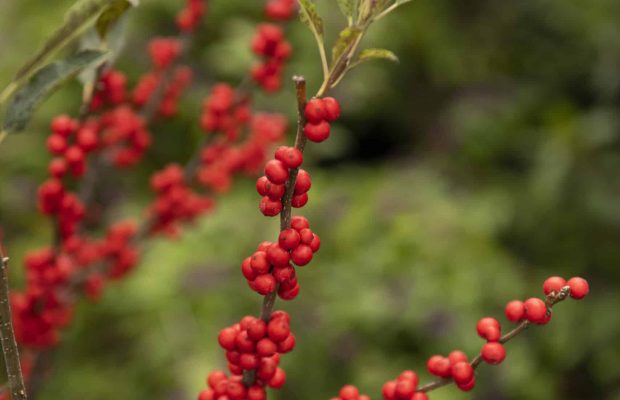 211009_BountifulAcres_171