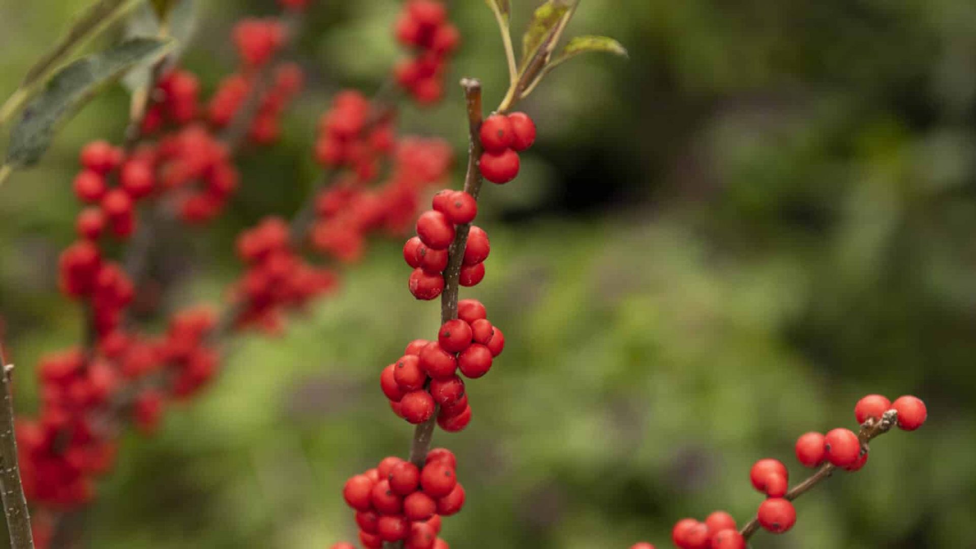 211009_BountifulAcres_171