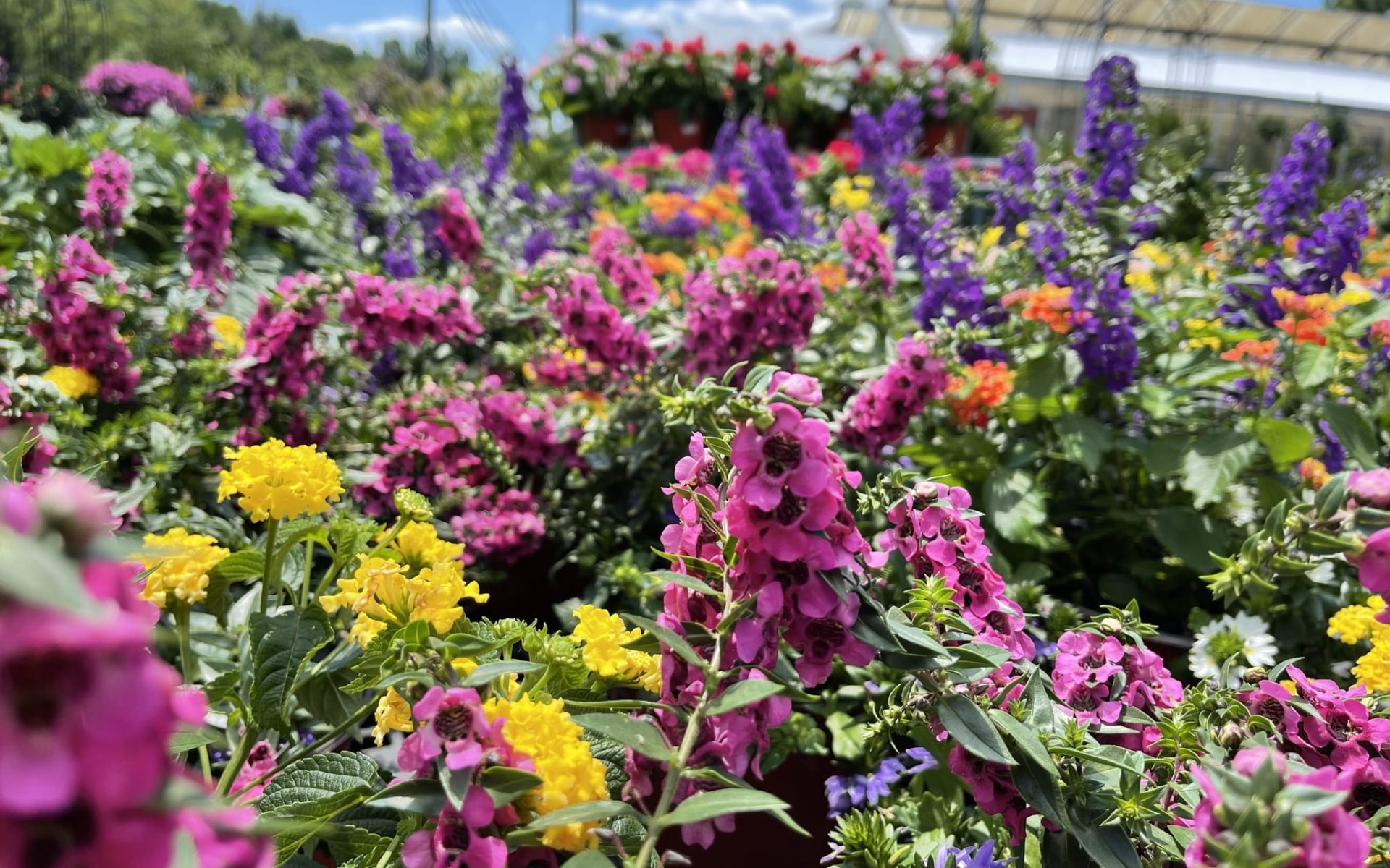 Annuals_3