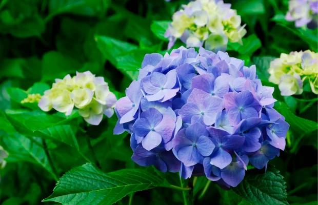 hydrangea