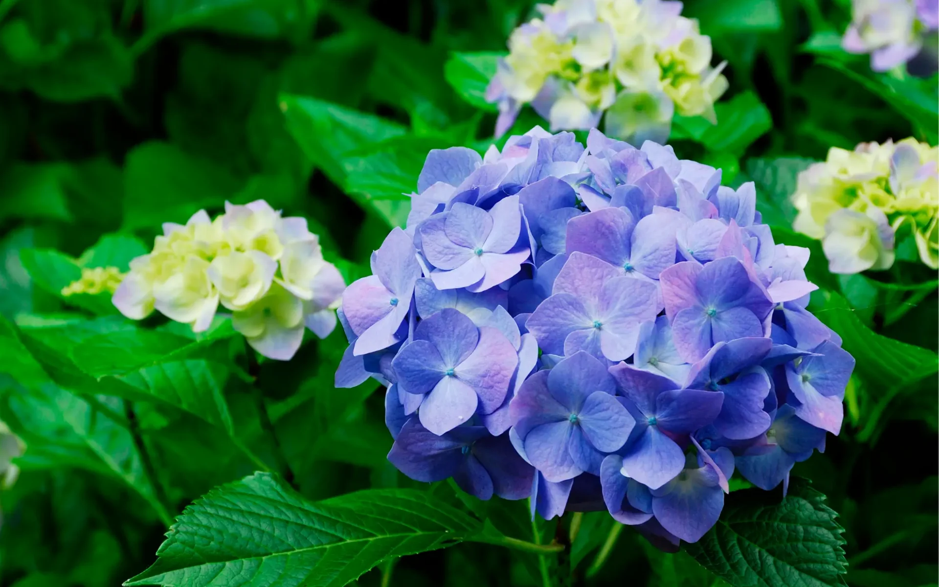 hydrangea