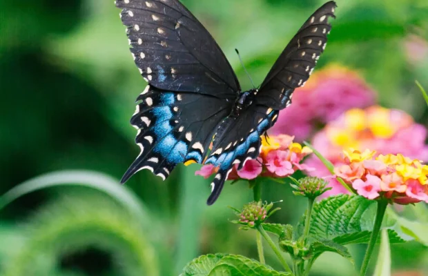 Black-Swallowtail-Butterfly-on-Lantana-Flower