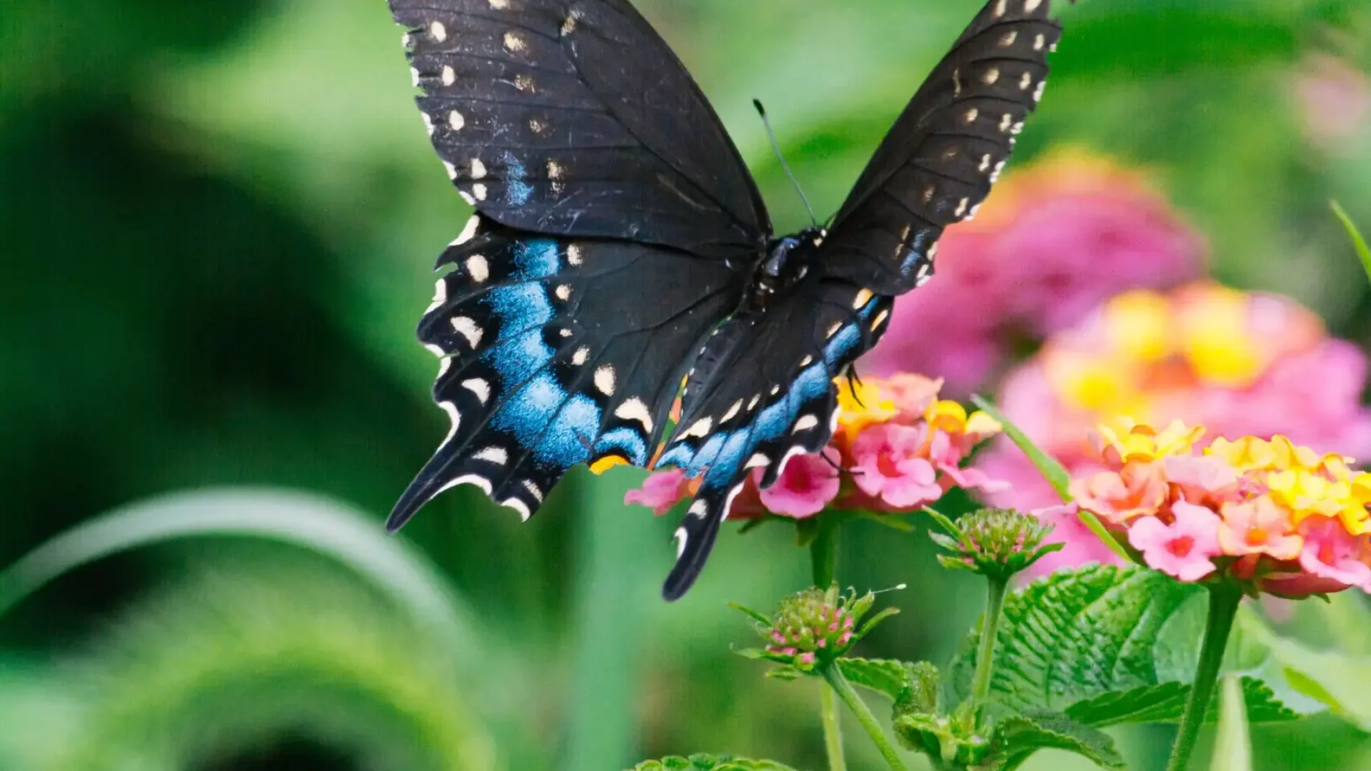 Black-Swallowtail-Butterfly-on-Lantana-Flower