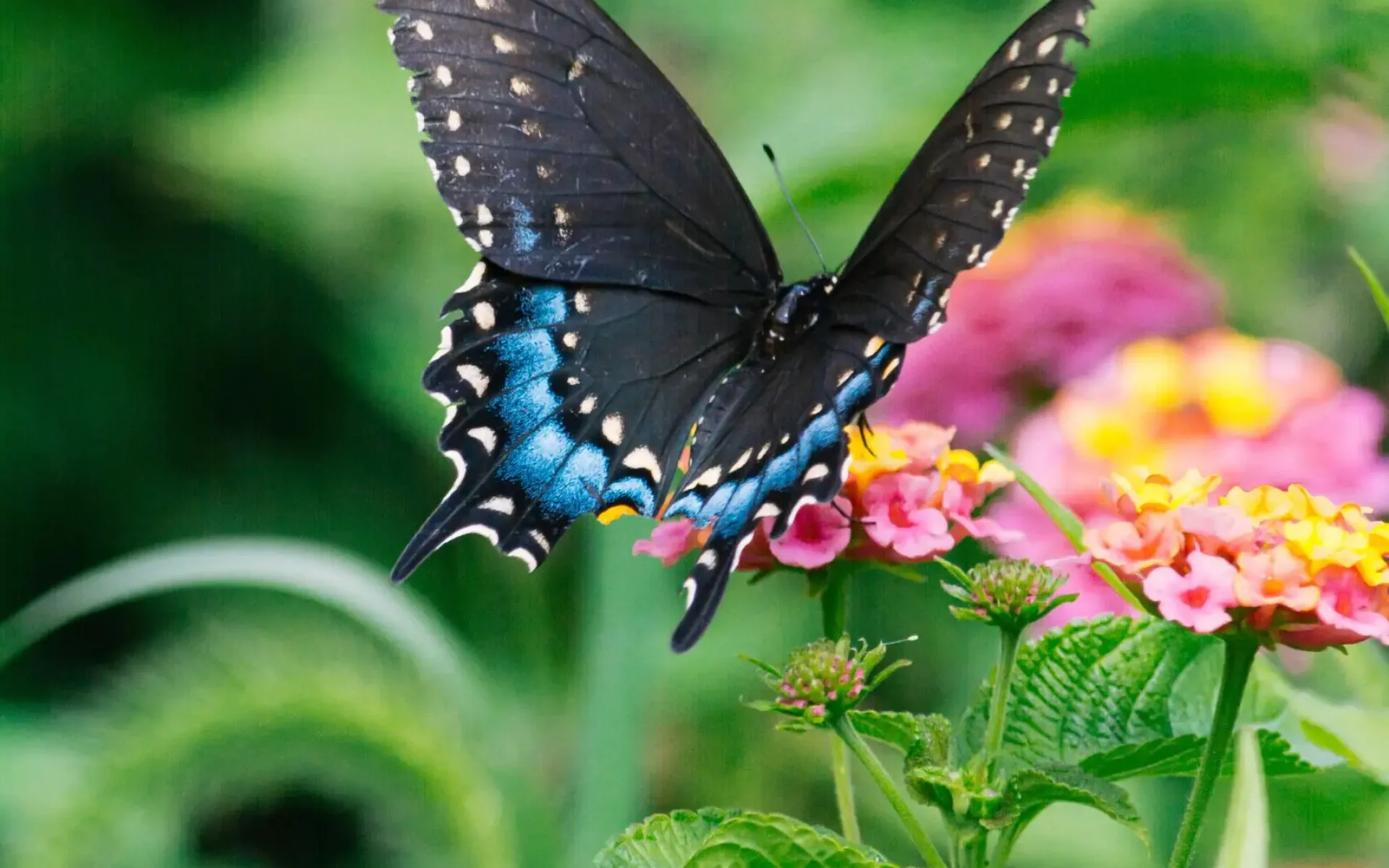 Black-Swallowtail-Butterfly-on-Lantana-Flower