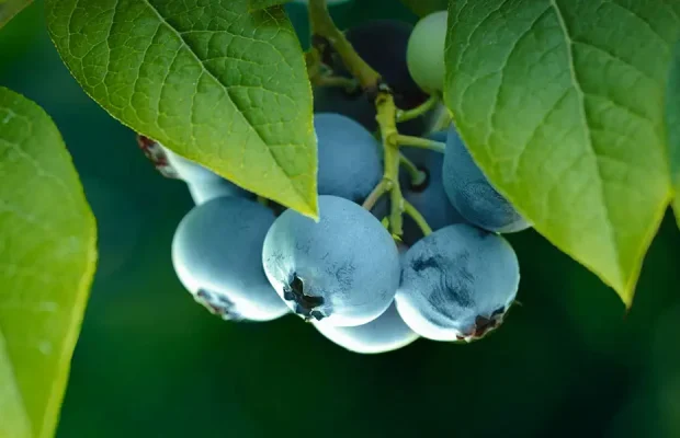 Blueberry Bushes-feature