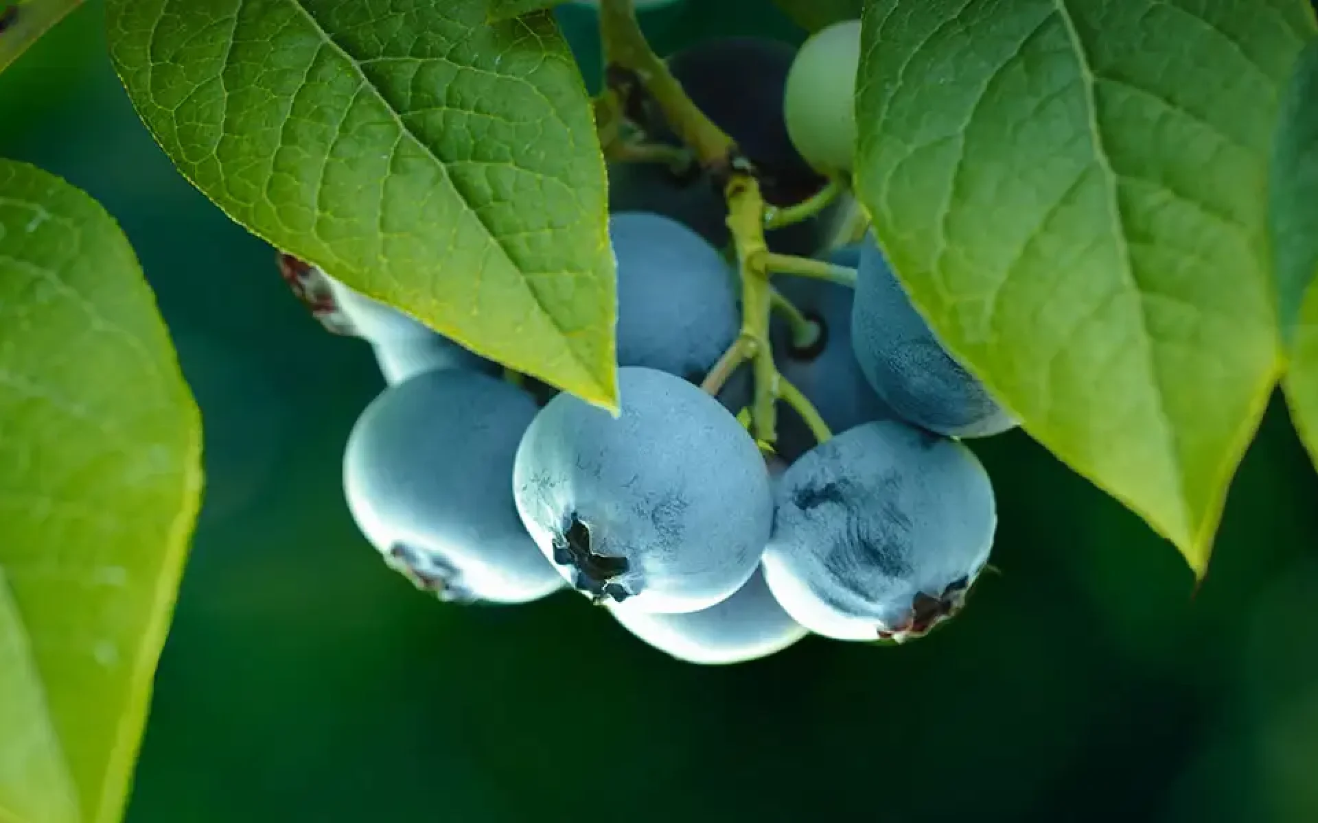 Blueberry Bushes-feature