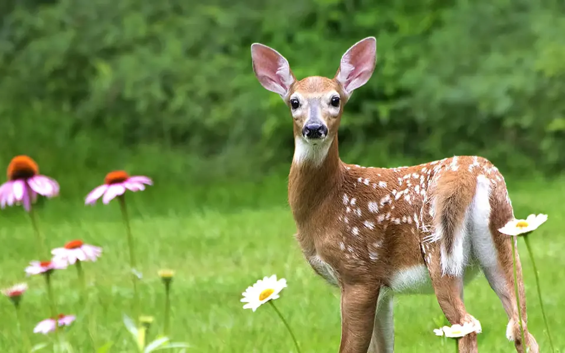 Deer, Rabbits, and Squirrels-feature