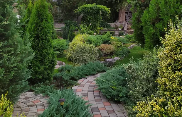 Evergreen Conifers-featured