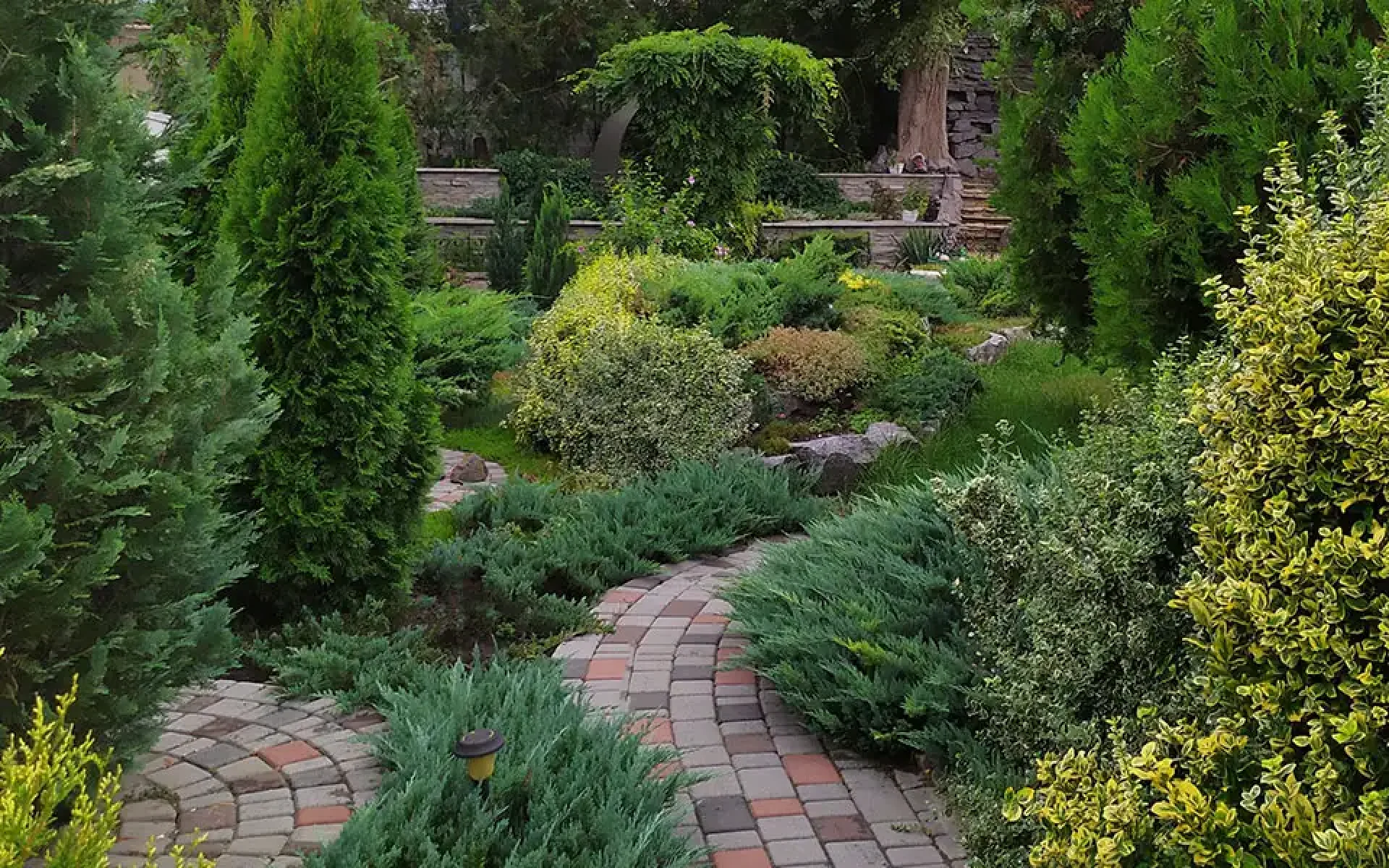 Evergreen Conifers-featured