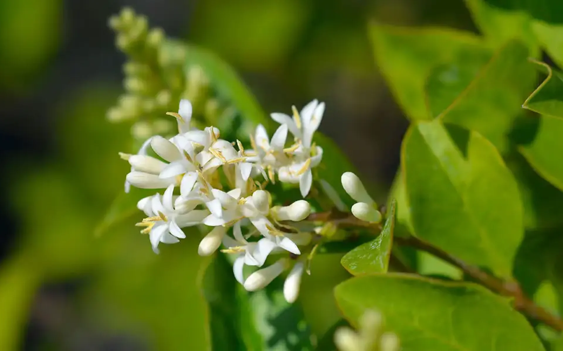 Evergreen and Screening Shrubs-featured (privet flowers)