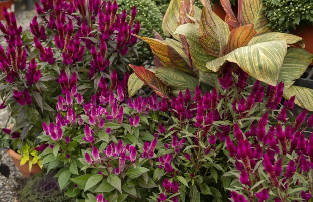 Exterior-Pink-Celosia-Canna-Lily