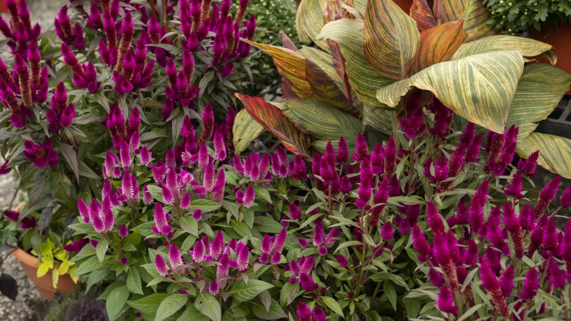 Exterior-Pink-Celosia-Canna-Lily