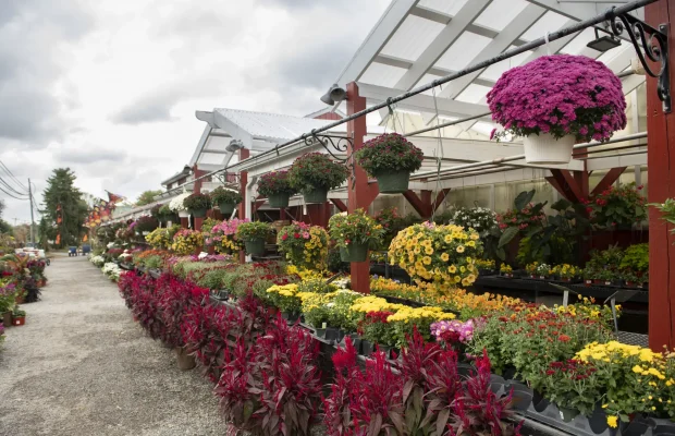Fall-Bountiful-Acres-Exterior-Plant-Display-Mums-Hanging-Baskets-Celosia