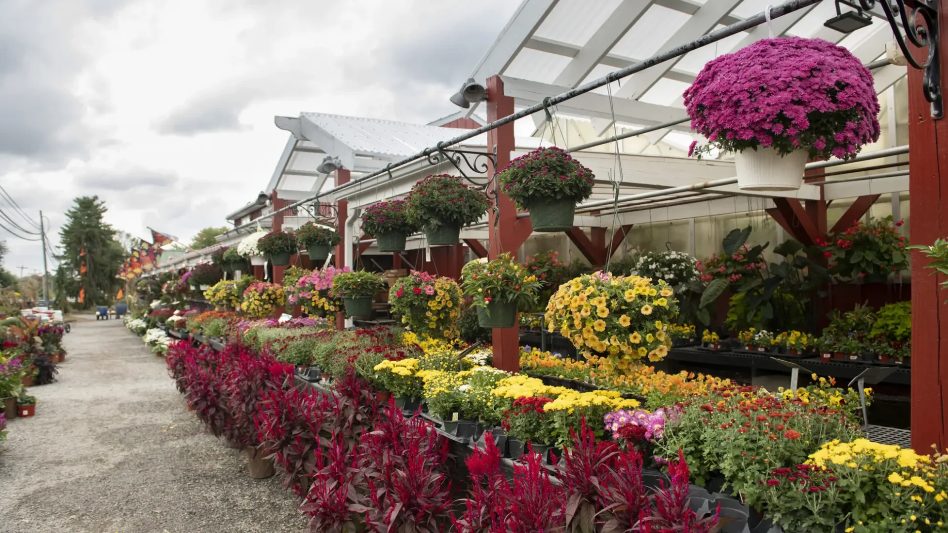 Fall-Bountiful-Acres-Exterior-Plant-Display-Mums-Hanging-Baskets-Celosia