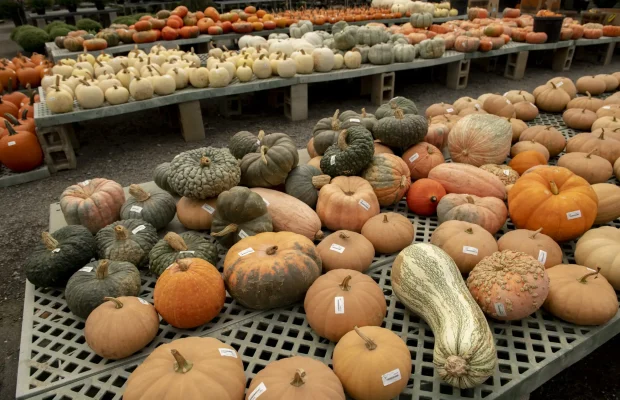 Fall-Exterior-Pumpkins-Display-Gourds-Pallets-2