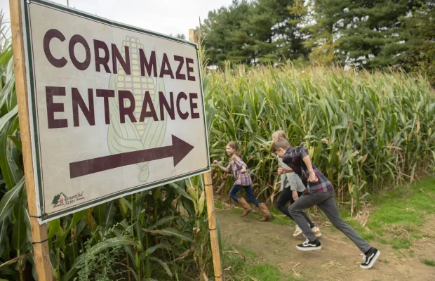 corn maze bucks county
