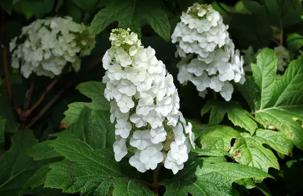 Flowering Shrubs-featured (oakleaf hydrangea)