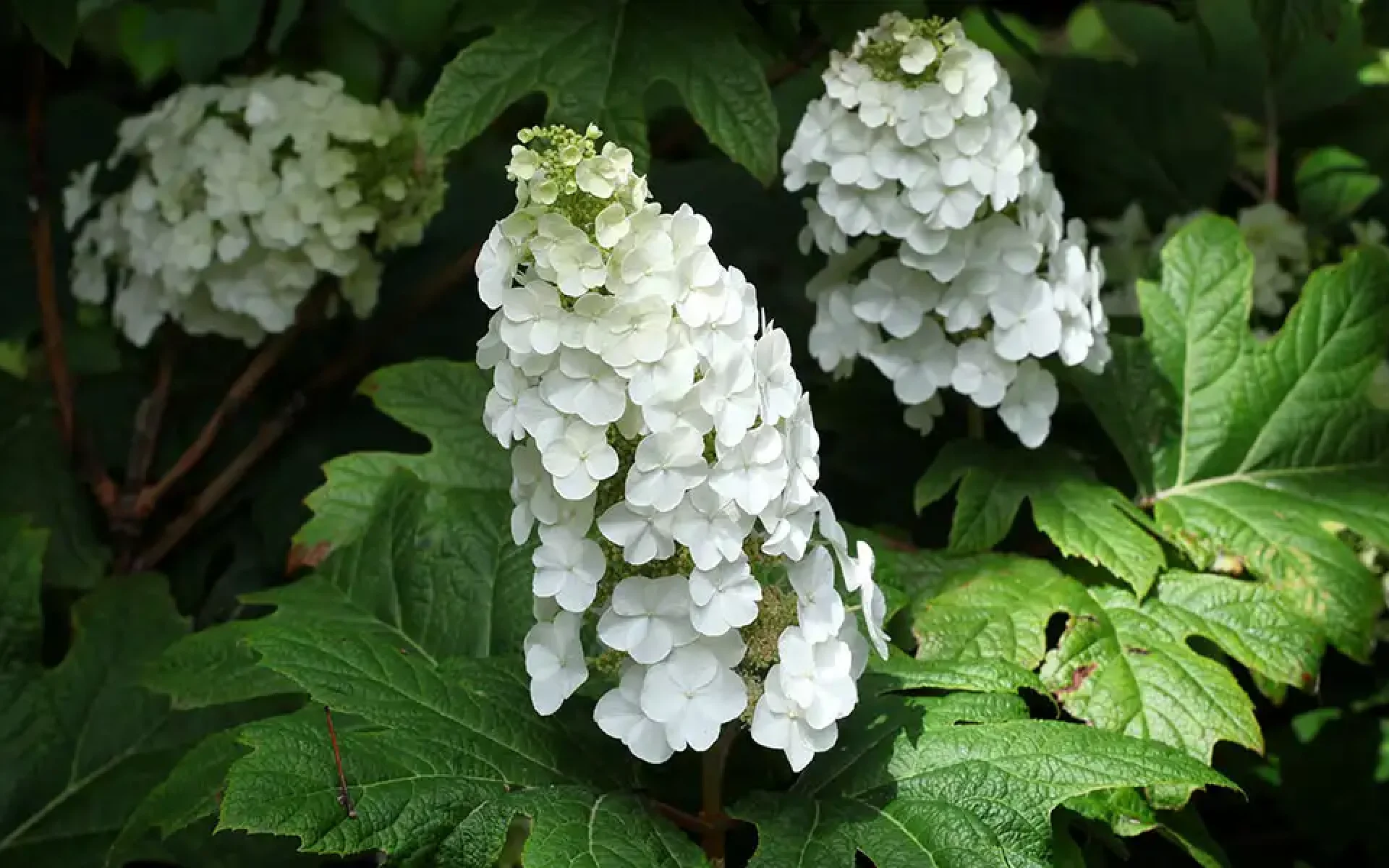 Flowering Shrubs-featured (oakleaf hydrangea)