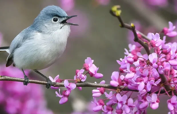 Flowering Trees-featured (blue-gray gnatcatcher in a redbud)