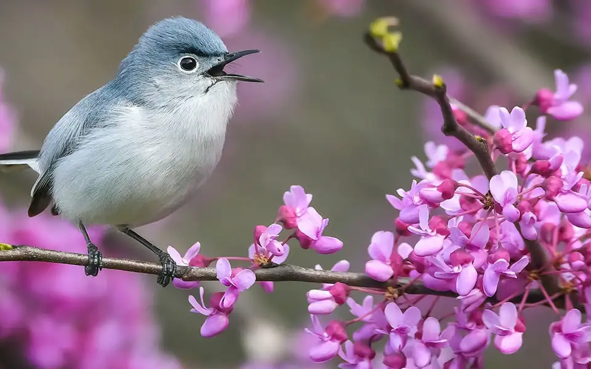 Flowering Trees-featured (blue-gray gnatcatcher in a redbud)