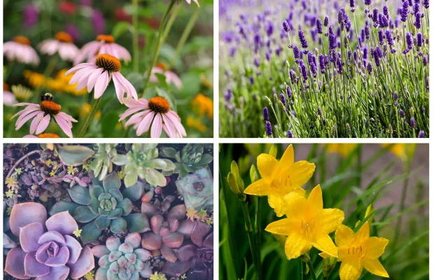 coneflowers, lavender, daylilies, sedum