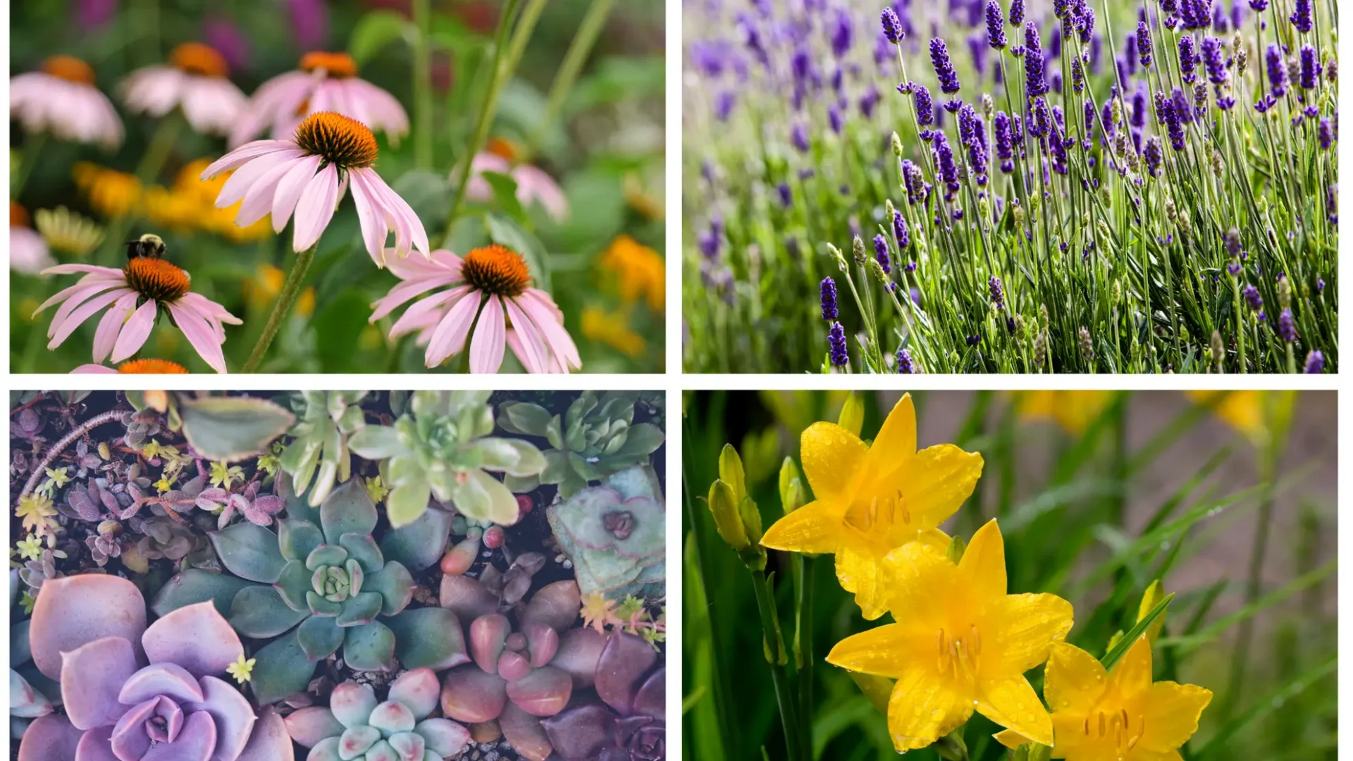 coneflowers, lavender, daylilies, sedum
