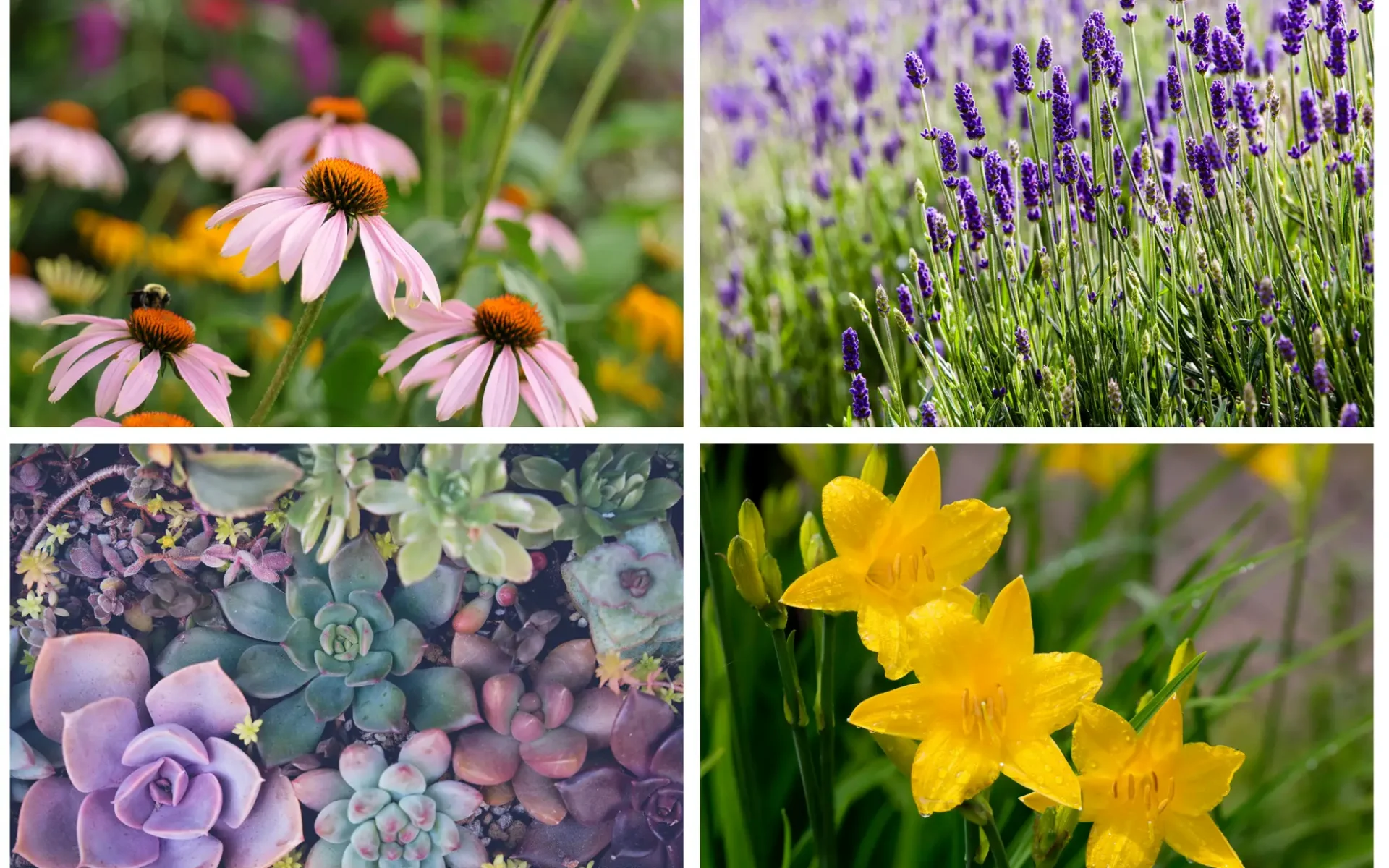 coneflowers, lavender, daylilies, sedum