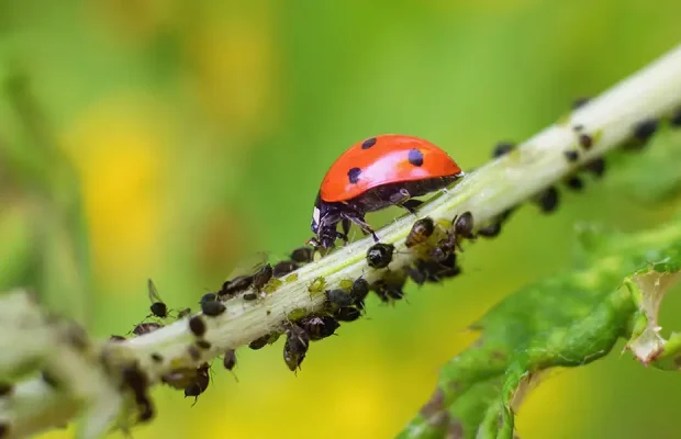 Garden Heroes-Beneficial Bugs-feature (lady beetle with aphids)