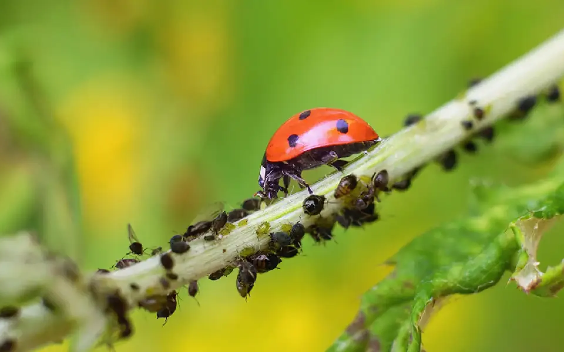 Garden Heroes-Beneficial Bugs-feature (lady beetle with aphids)