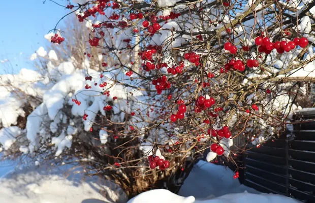 Gardening Wellness-Featured (Winterberry)