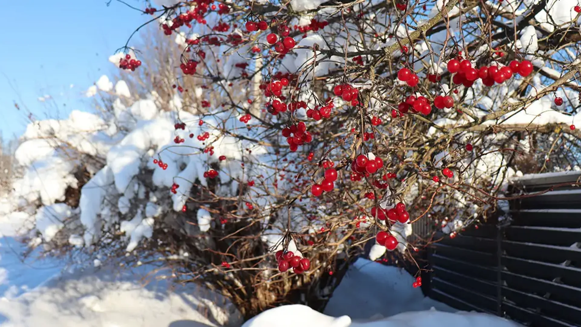 Gardening Wellness-Featured (Winterberry)