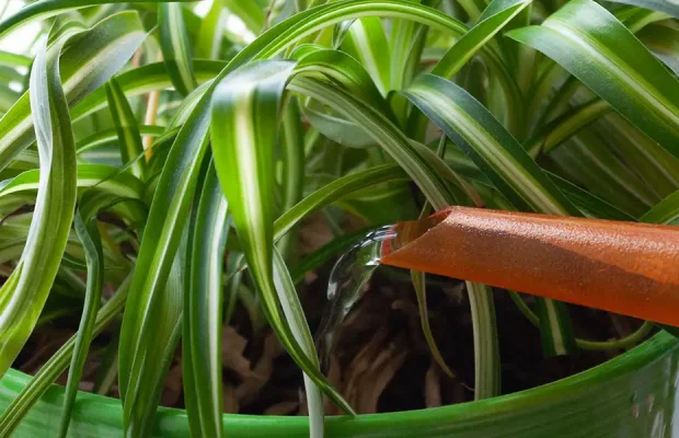 Golden Rules of Houseplant Care-watering caution_