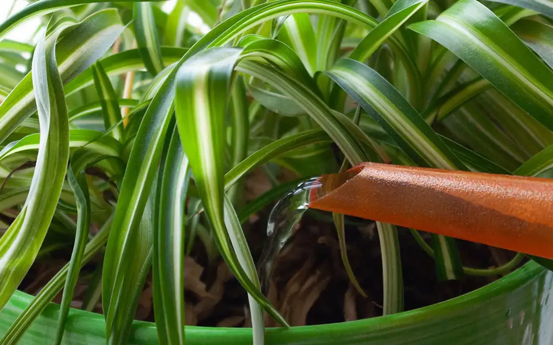 Golden Rules of Houseplant Care-watering caution_