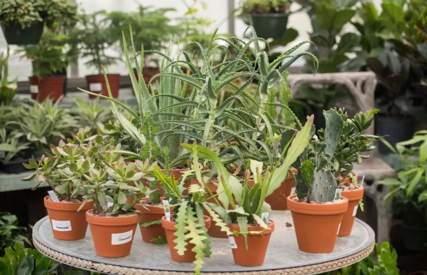 Greenhouse-Interior-Succulents-Aloe-Jade-Cactus