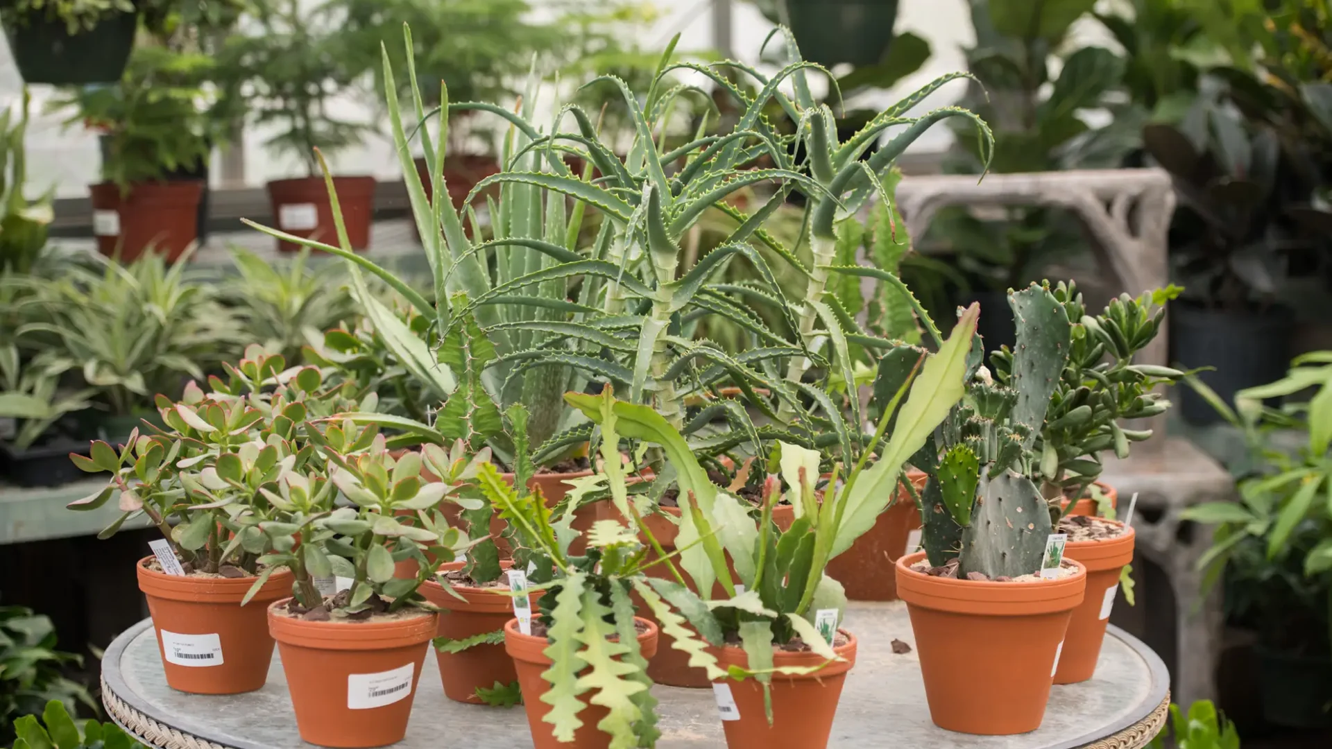 Greenhouse-Interior-Succulents-Aloe-Jade-Cactus