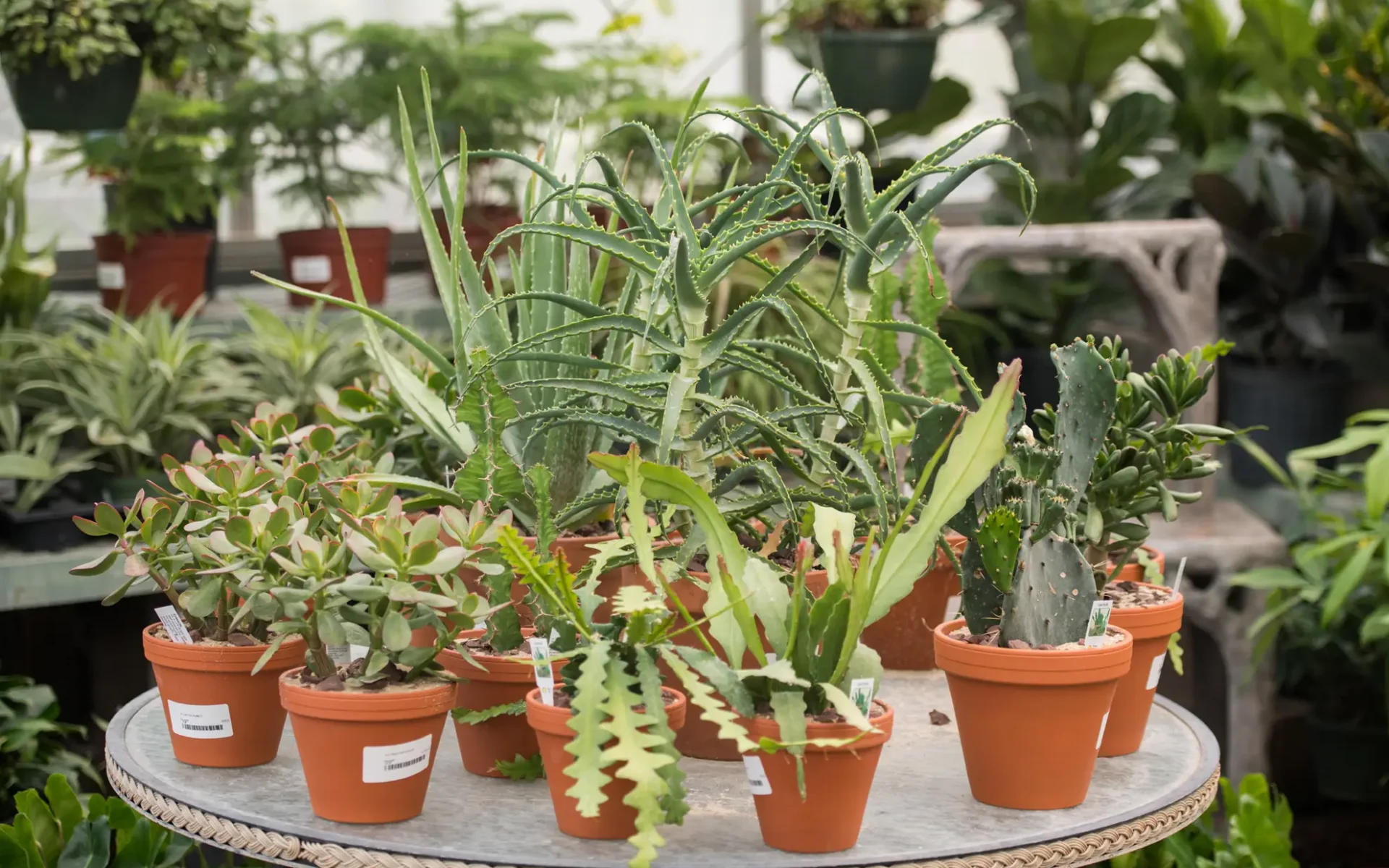 Greenhouse-Interior-Succulents-Aloe-Jade-Cactus