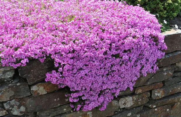Groundcovers-Creeping Phlox (Phlox subulata) over wall