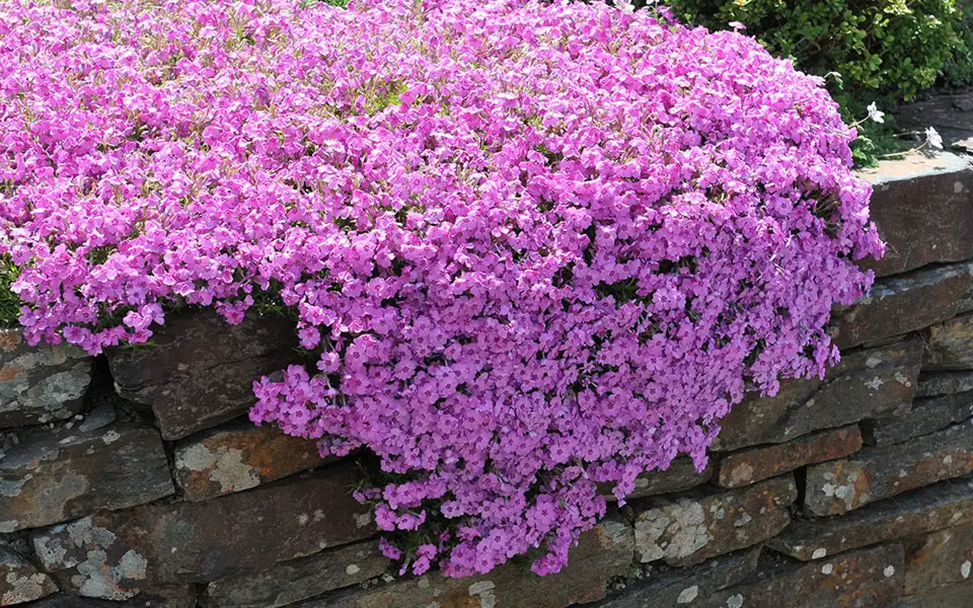 Groundcovers-Creeping Phlox (Phlox subulata) over wall
