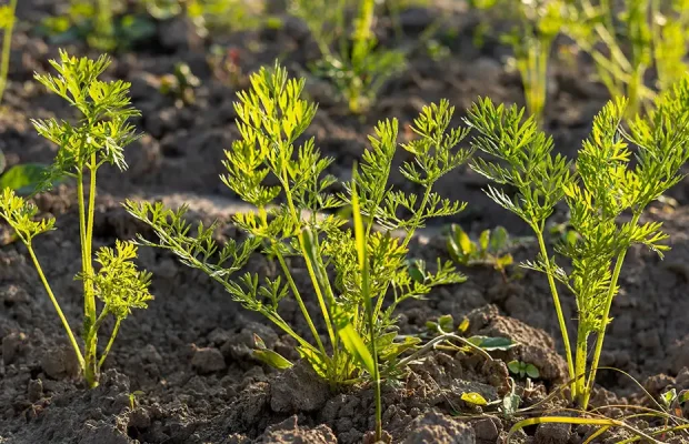 How-To Guide for Early-Spring Planting-featured image (young carrots)