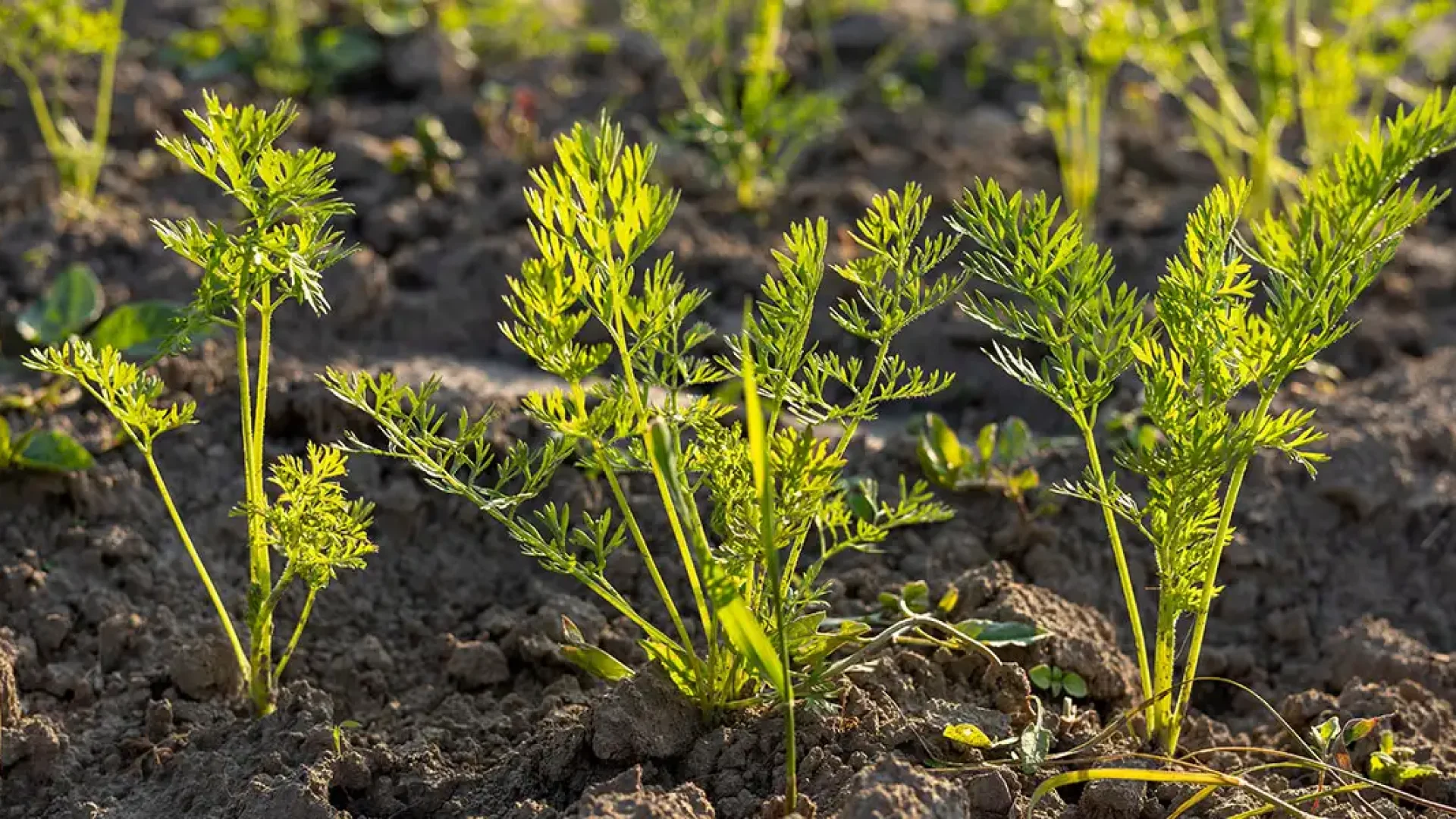 How-To Guide for Early-Spring Planting-featured image (young carrots)