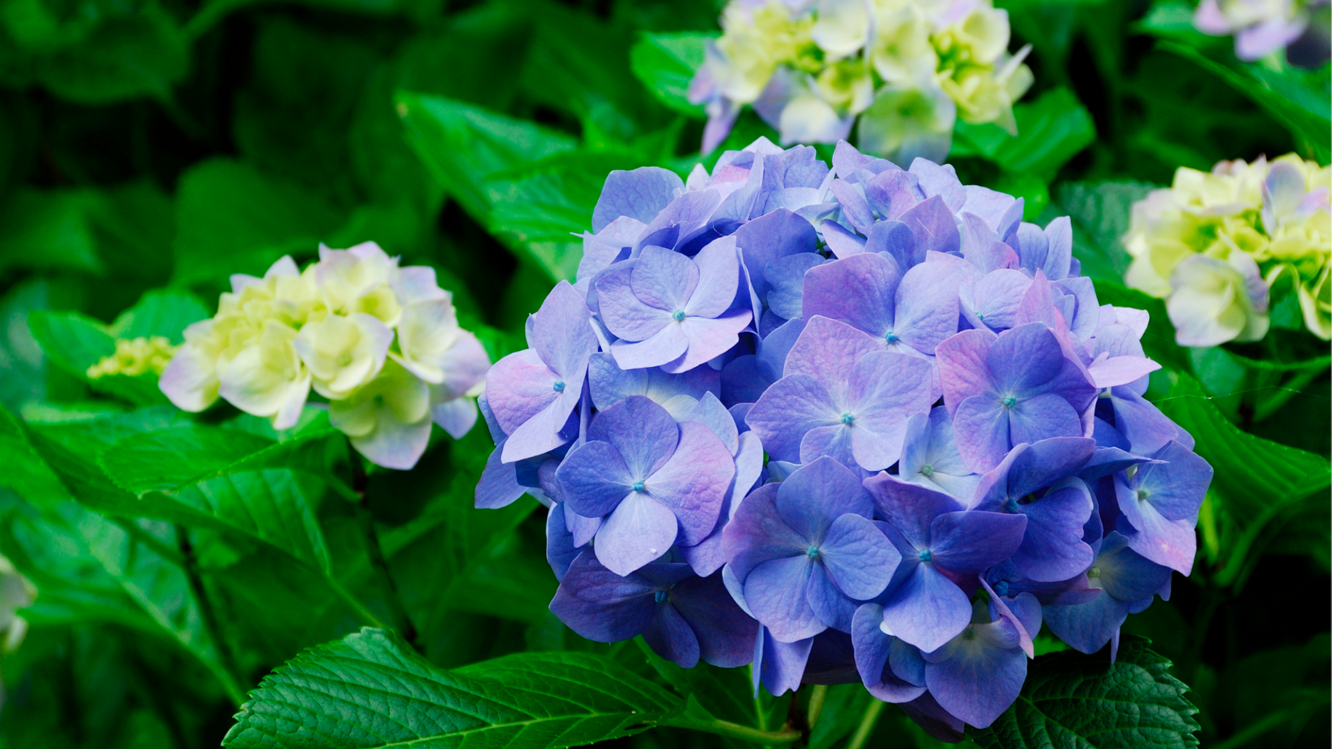 hydrangea