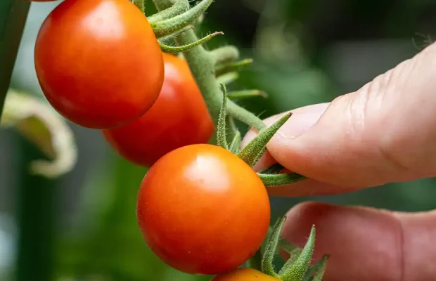 July To-Do List-feature-tomatoes ripening
