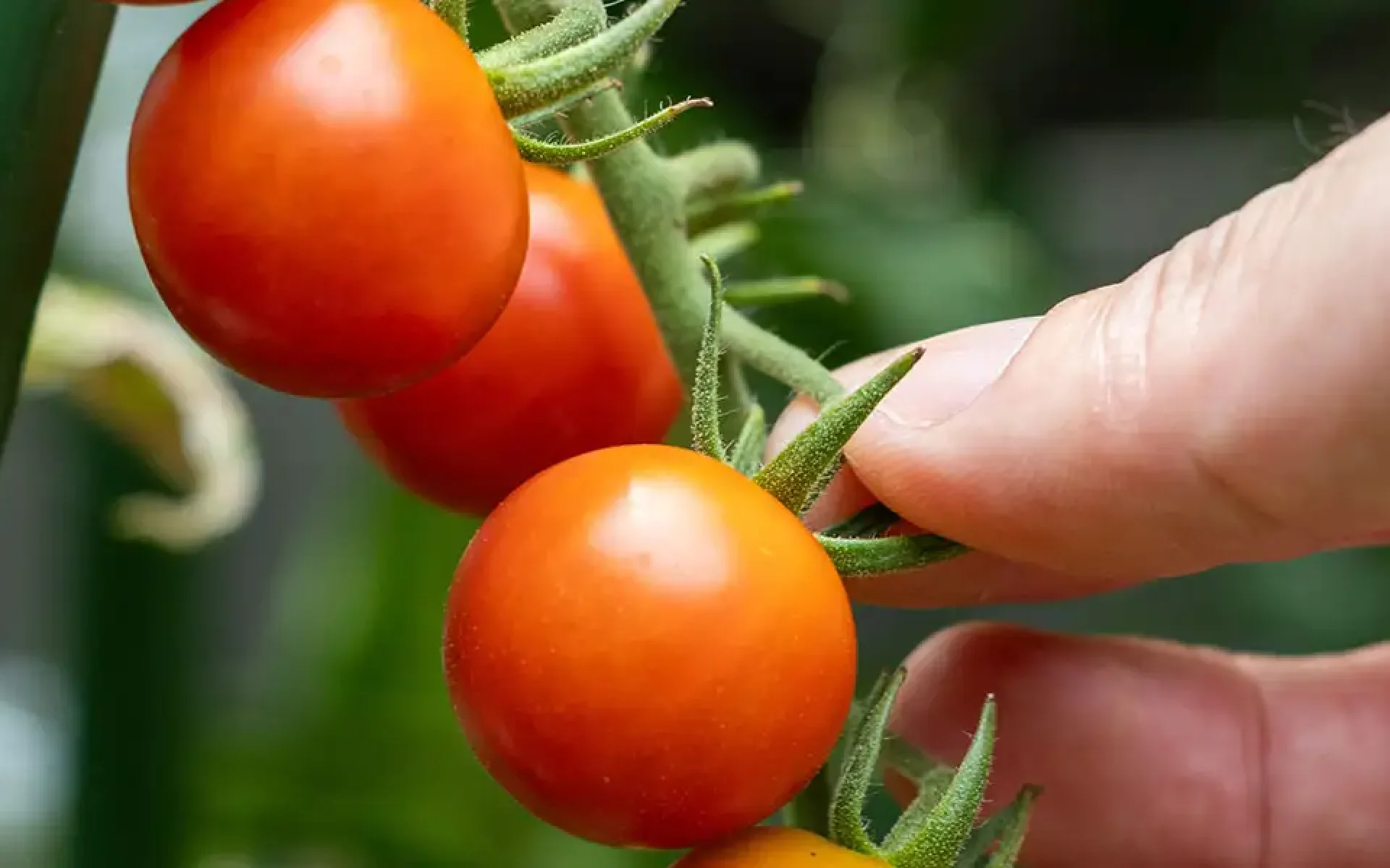 July To-Do List-feature-tomatoes ripening