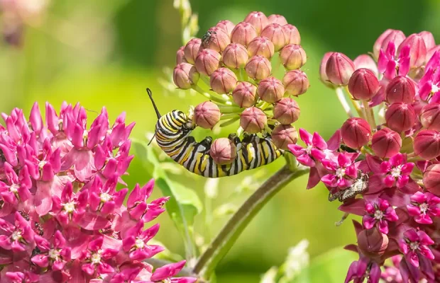 May To-Do List-monarch caterpillar on milkweed