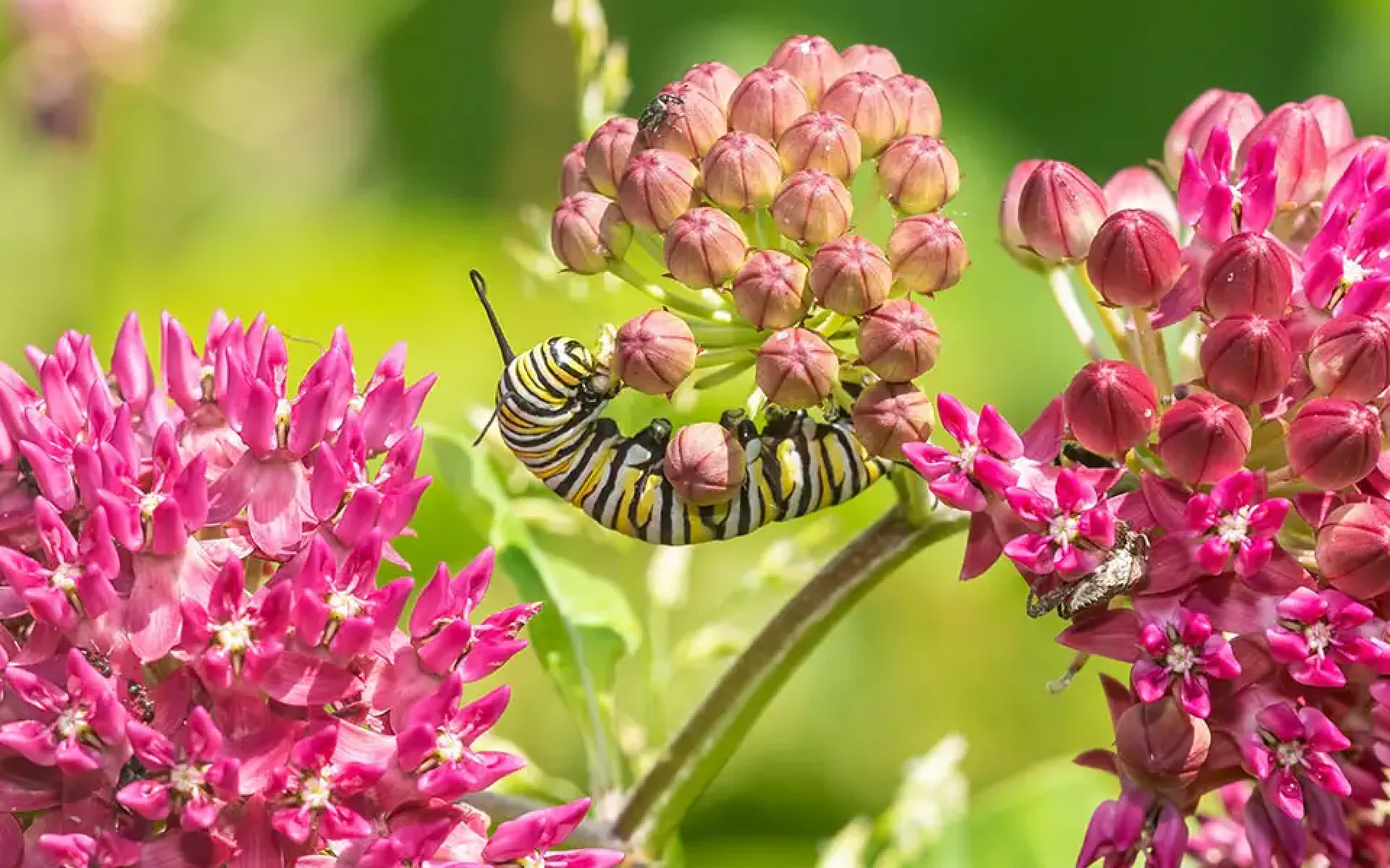 May To-Do List-monarch caterpillar on milkweed